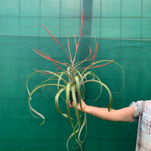 Tillandsia - Flabellata ‘Giant Red’ ex. PT