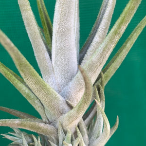 Tillandsia - xiphioides (Fragrant) ex. NR