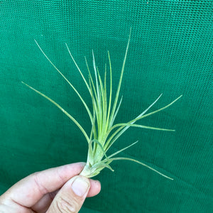 Tillandsia - Caulescens x Globosa ex. CL