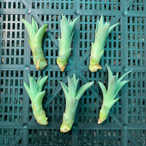 Tillandsia - capitata Yellow x capitata Marron ex. OM