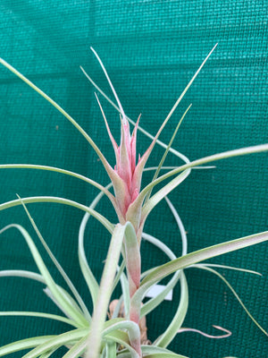 Tillandsia - Heather’s Blush