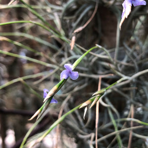 Tillandsia - bandensis (Fragrant)