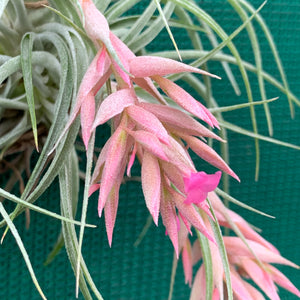 Tillandsia - Pink Sugar ex. DD