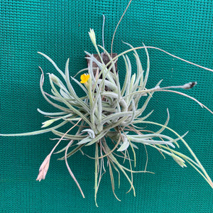 Tillandsia - Copper Penny X Crocata (Fragrant)