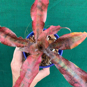 Cryptanthus - Carnival de Rio