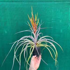Tillandsia - Cooloola ex. App