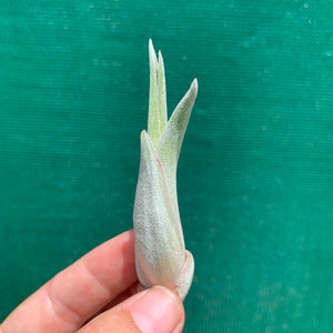 Tillandsia - Jerrang ex. PB