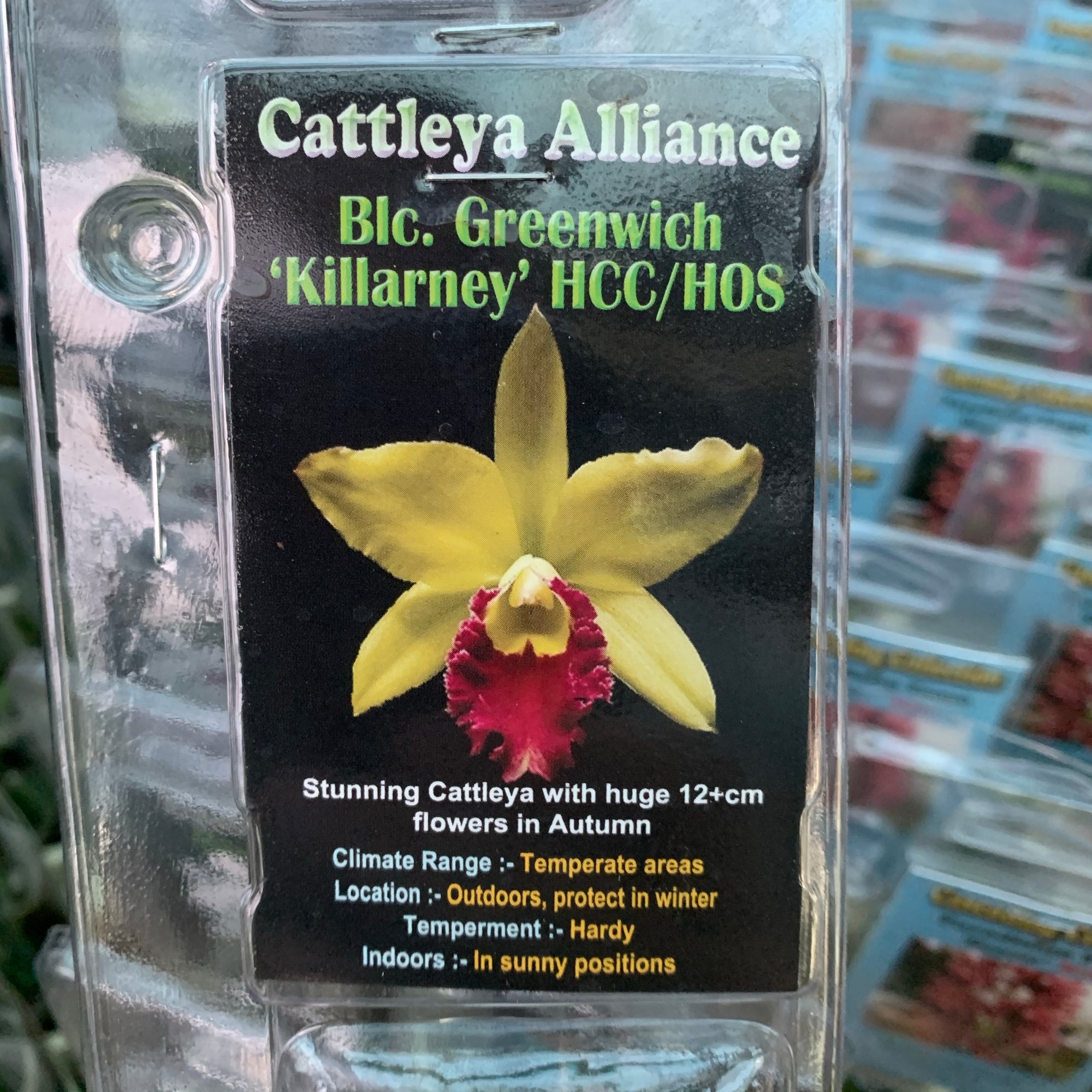 Orchid - Cattleya Alliance ‘Blc. Greenwich Killarney’