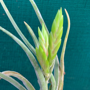 Tillandsia - Twisted Medusa ex. CC