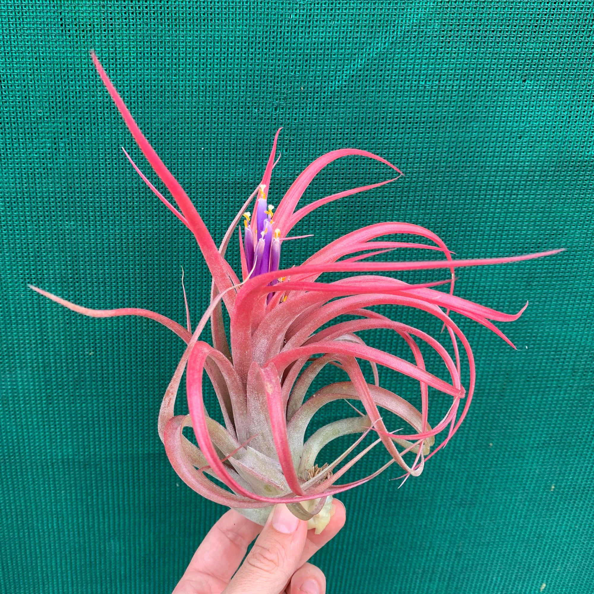 Tillandsia - Leopard