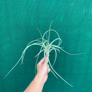 Tillandsia - Heather’s Blush
