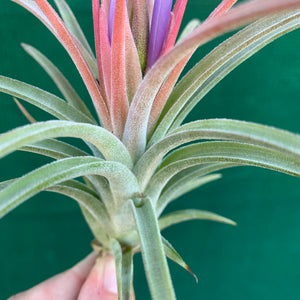 Tillandsia - Silver Surprise NEW