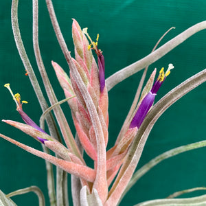 Tillandsia - Ty