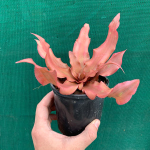 Cryptanthus - Spring Song