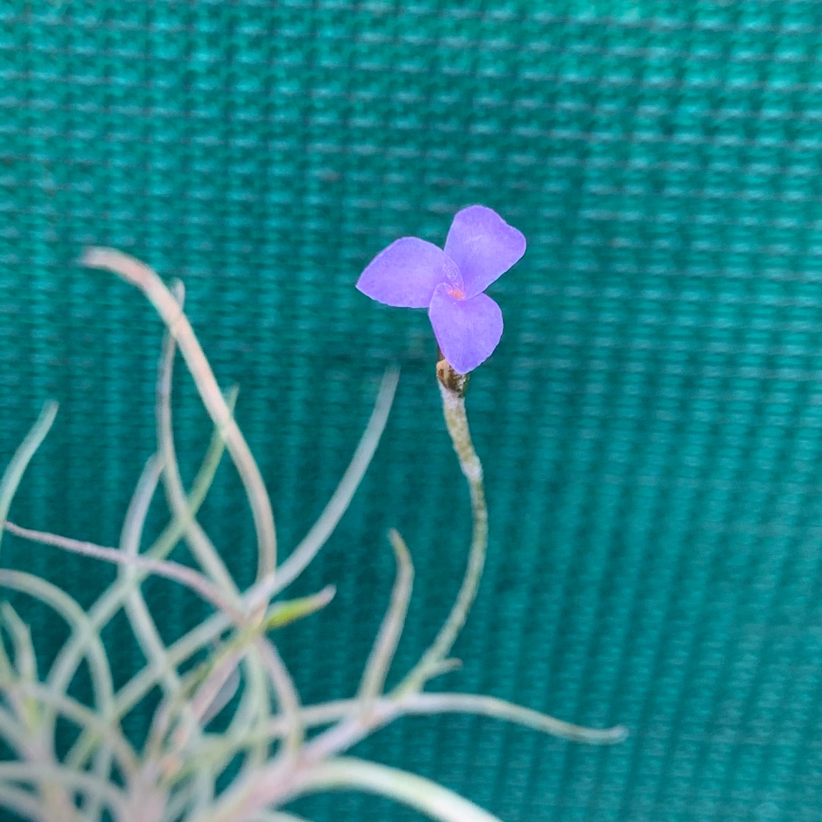 Tillandsia - mallemontii x bandensis