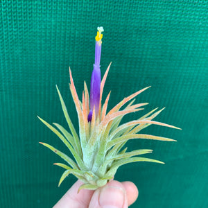 Tillandsia - ionantha ‘Tall Orange’ ex. BD