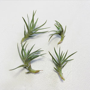 Tillandsia - Cocoensis