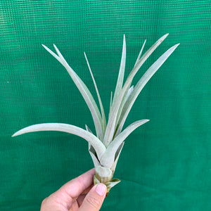 Tillandsia - Steve ex. JO NEW