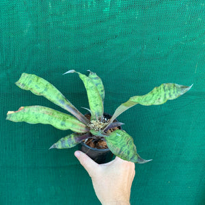 Cryptanthus - Jade