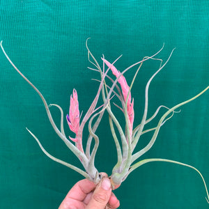 Tillandsia - Arhiza-Juliae X Pruinosa ex. BG