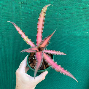 Cryptanthus - Ti