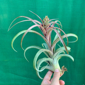 Tillandsia - brachycaulos x streptophylla Nat. Hybrid