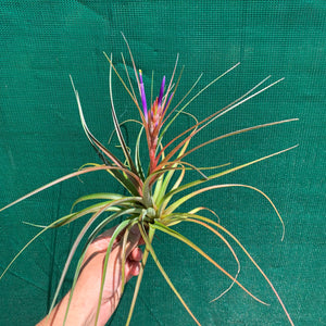 Tillandsia - Nashville ex. GP