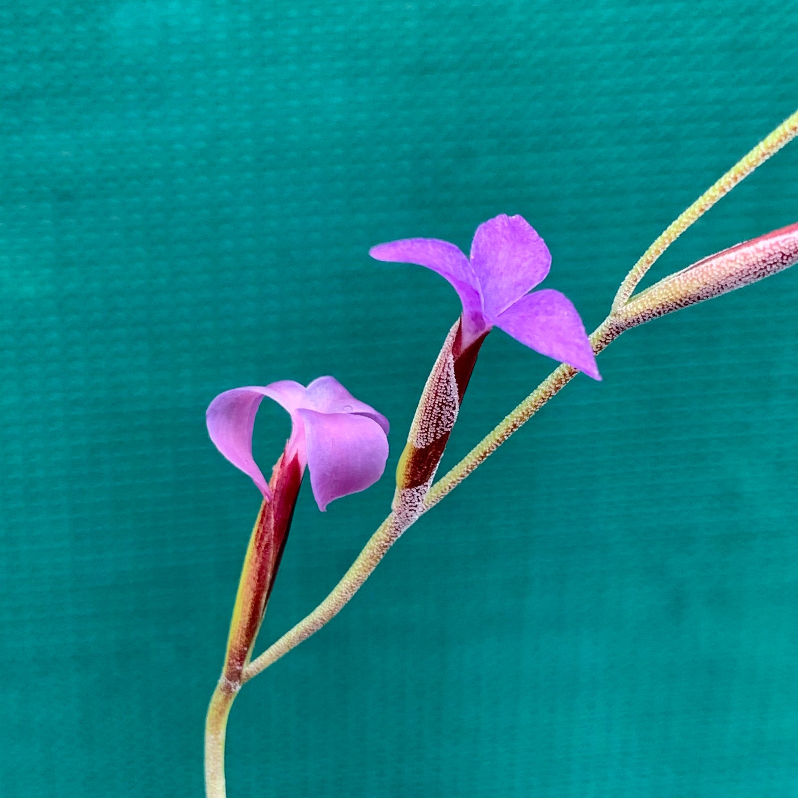 Tillandsia - caerulea (Fragrant)