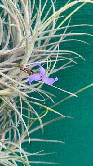 Tillandsia - bandensis ‘Large Form, Blue Flower’ (Fragrant)