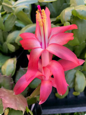 Zygocactus Caribbean Dancer