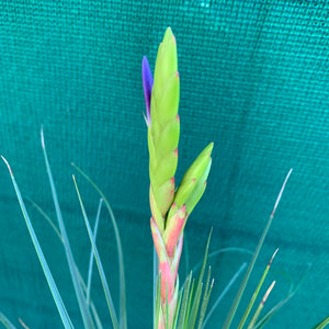 Tillandsia - tricolor
