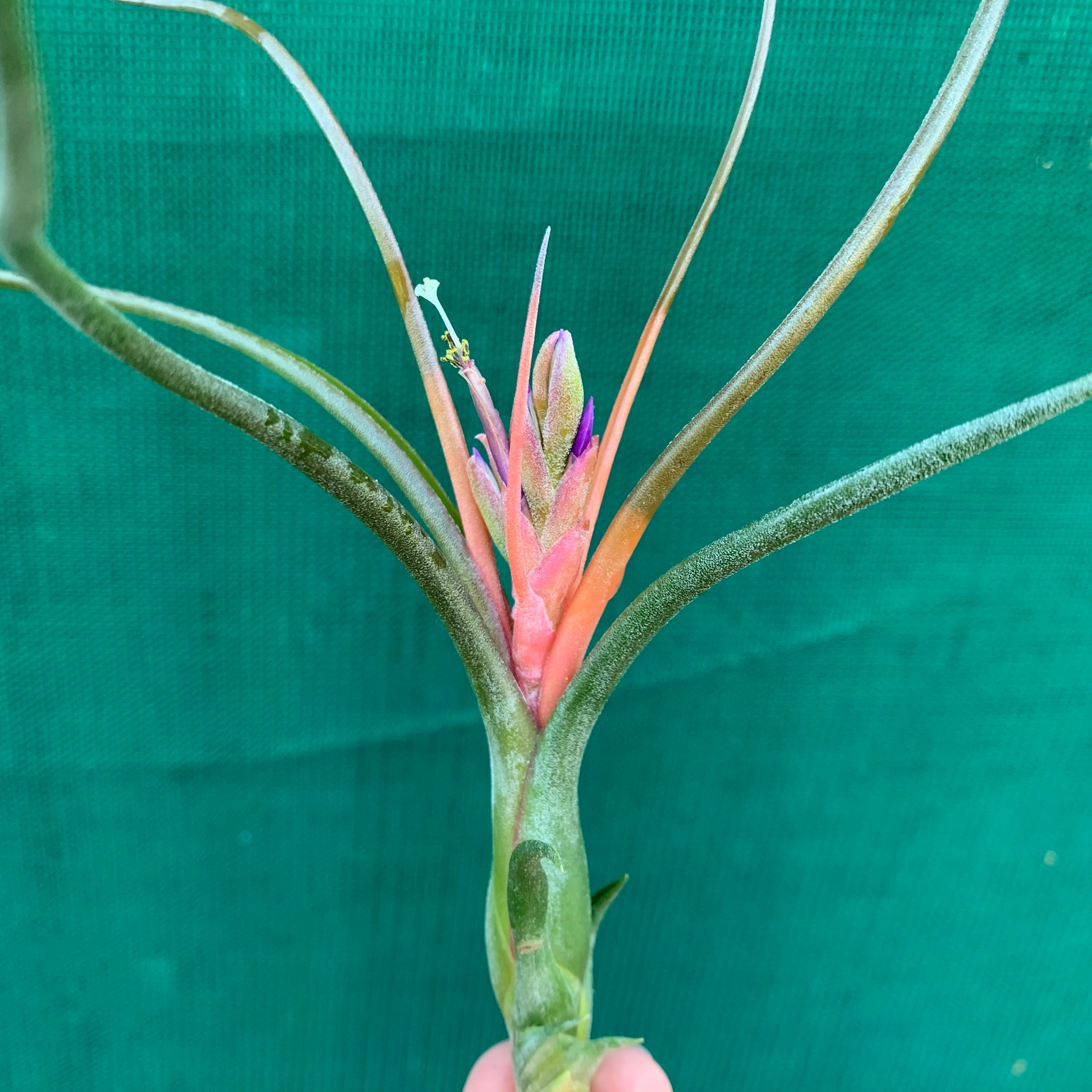 medusa air plant flower Tillandsia - Queen's Medusa