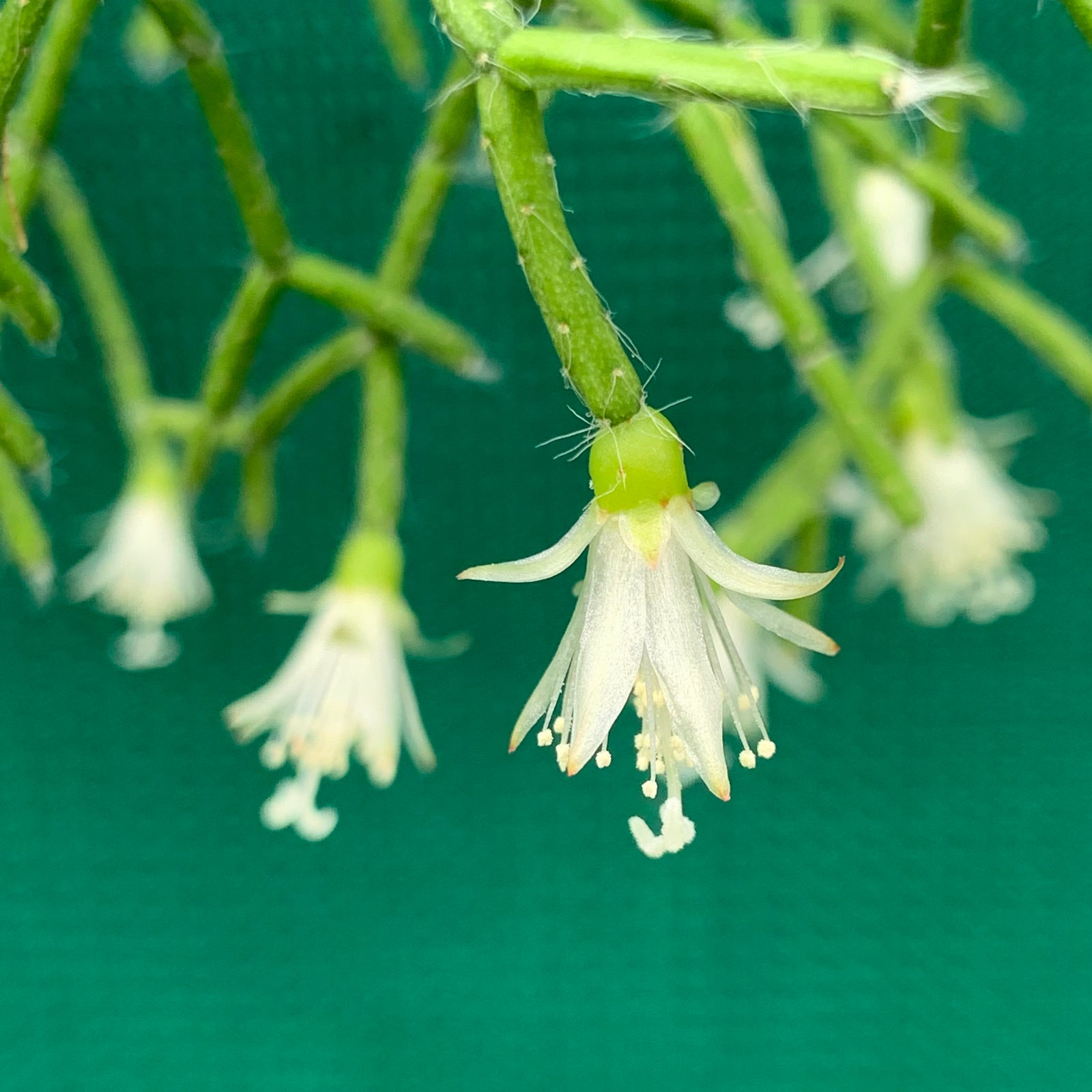 Rhipsalis teres f. Prismatica - R60