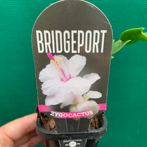 Zygocactus Bridgeport