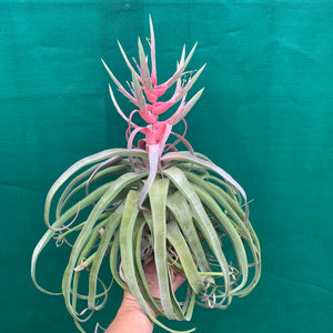 Tillandsia - streptophylla ‘Giant Form’