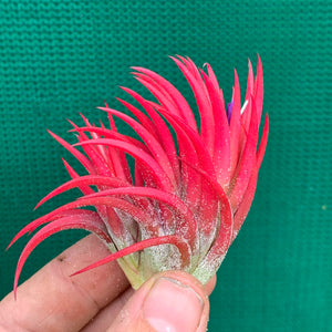 Tillandsia - ionantha 'Fuego' ex. RFI