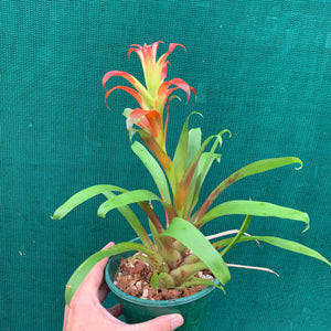 Tillandsia - leiboldiana ‘Red Form’ ex. PT