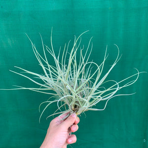 Tillandsia - arhiza ex. UWE