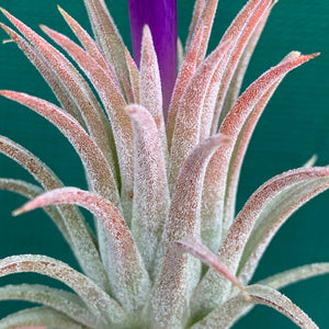 Tillandsia - ionantha 'Bravo'