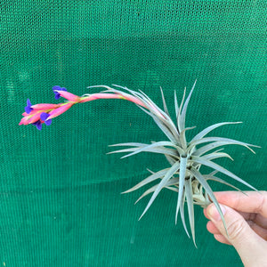 Tillandsia - aeranthos ‘Recurved Leaf’ ex. FE