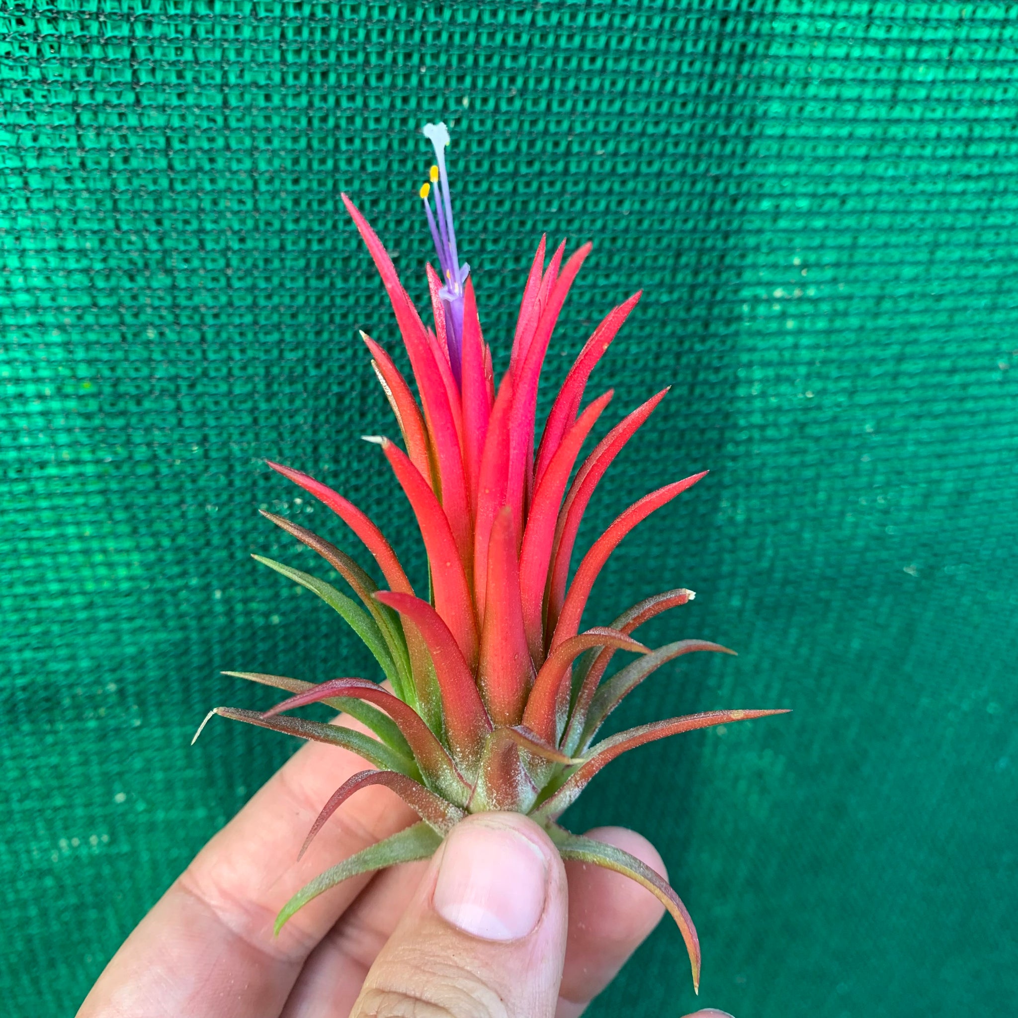 air plant thailand Tillandsia - ionantha 'Thai Fuego'