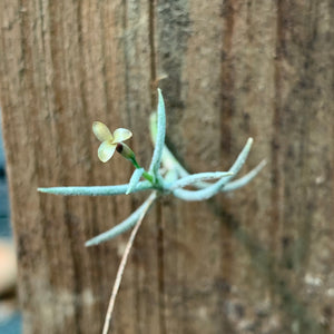 Tillandsia - capillaris ex. CC