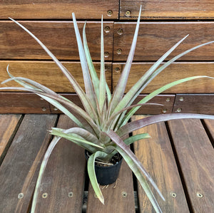Tillandsia - capitata Yellow x capitata Marron ex. OM
