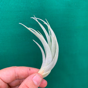 Tillandsia - subsecundifolia (Wholesale)