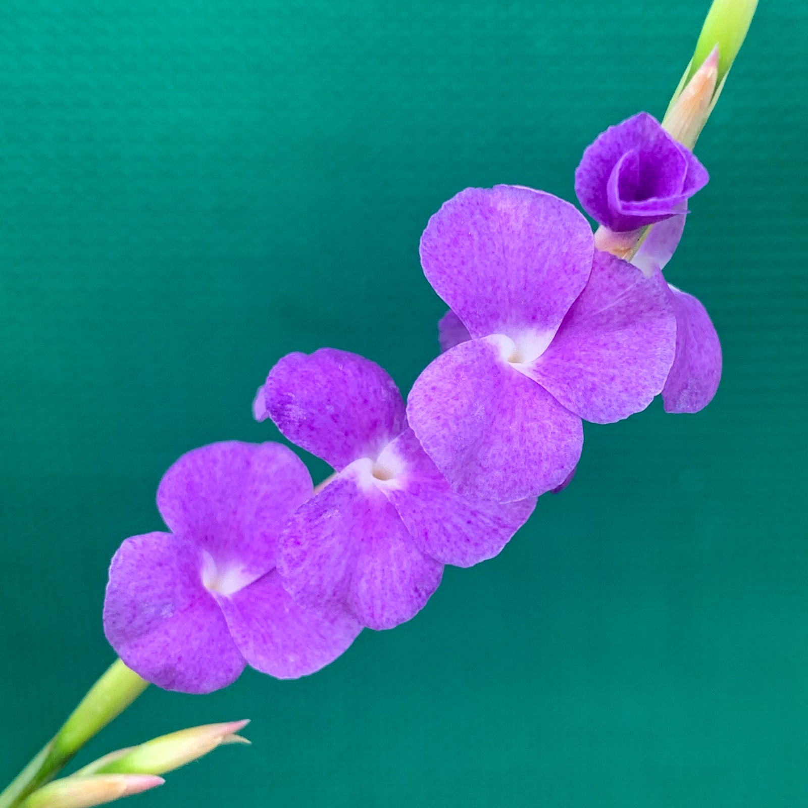 Tillandsia - arhiza ex. UWE (Fragrant)