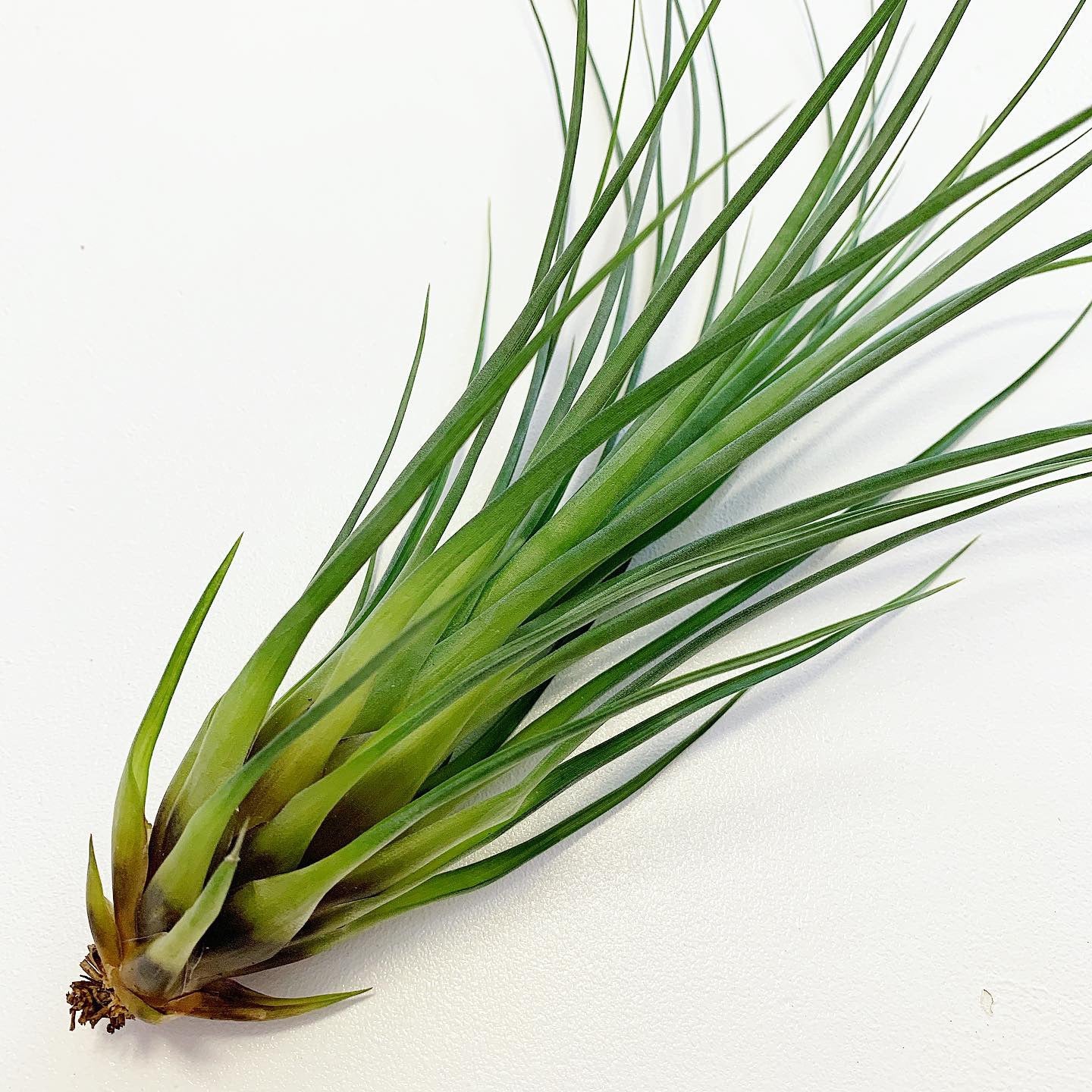 punctulata air plant Tillandsia - punctulata ex. CC