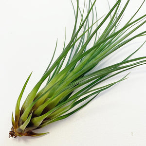Tillandsia - punctulata ex. CC