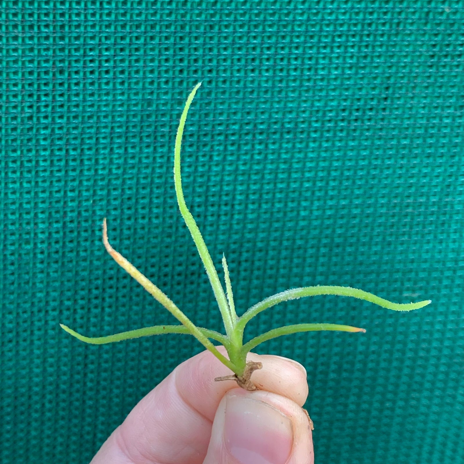 Tillandsia - recurvata