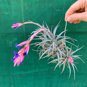 Tillandsia - Aeranthos ‘Recurved Leaf’ ex. FE