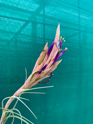 Tillandsia - x Floridana ex. OM